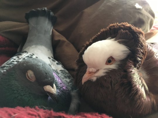 Palomacy Rescues Rehomes Pigeons Doves GlobalGiving